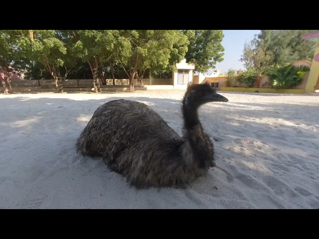 Ostrich at Govardhan Parvat Anjar VR 180 3D video