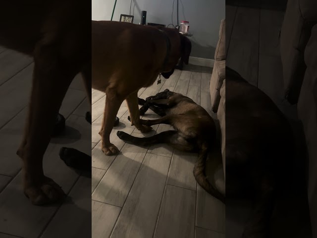 Maligator snip snaps. #malinois #maligator #sillydogs #malish #bloodhoundish