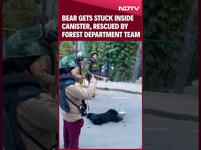 Uttarakhand News | Bear Gets Stuck Inside Canister, Rescued By Forest Department Team