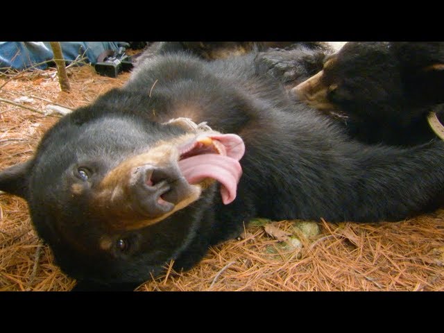 Cute Black Bear Cubs PURRING While Feeding | BBC Earth