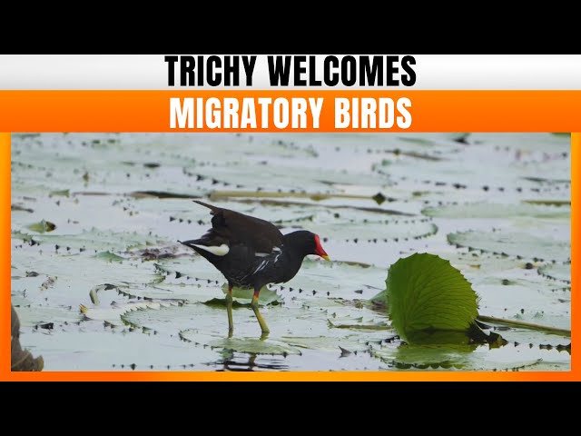 Migratory Birds Arrive In Trichy: Students Demand Preservation Of Kiliyur Lake | News9