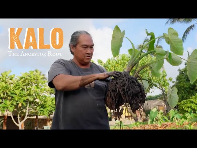 Kalo: The Ancestor Root (with Lono)