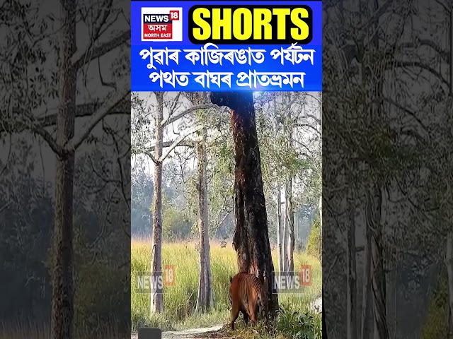 Kaziranga National Park ৰ কহঁৰা বনাঞ্চলৰ মনপৰশা দৃশ্য #shorts n18s