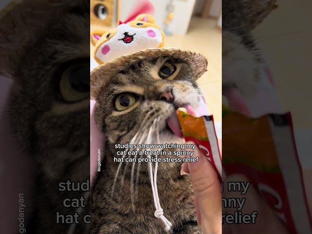 A video to melt your stress away #shorts #cat #funny