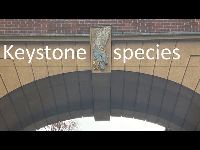 Keystone species