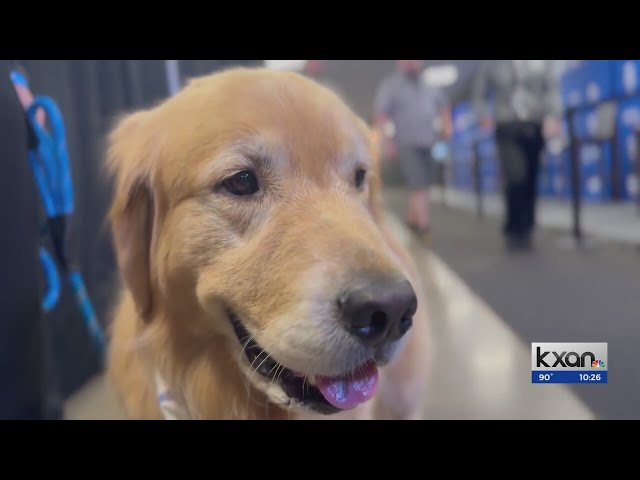 Meet Beacon, 'Goodest Boy' of the USA Gymnastics team