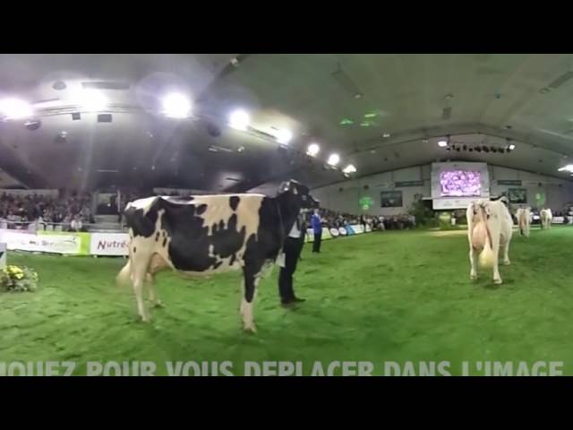 vidéo 360 : le concours prim'holstein du Space 2016