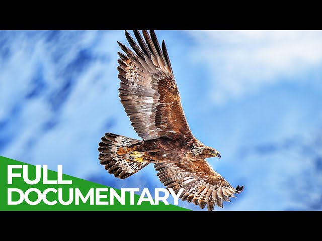 The Golden Eagle - Kings of the Alps | Free Documentary Nature