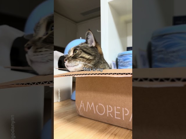 My cat's whole world is in this box #shorts #cat #funny