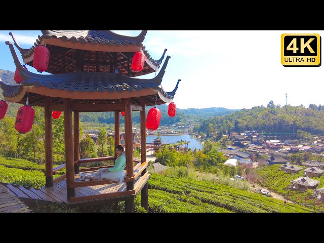 🇹🇭 Tea Plantation of Lee Wine Rak Thai Resort Ban Rak Thai Mae Hong Son Thailand ลีไวน์รักไทยรีสอร์ท