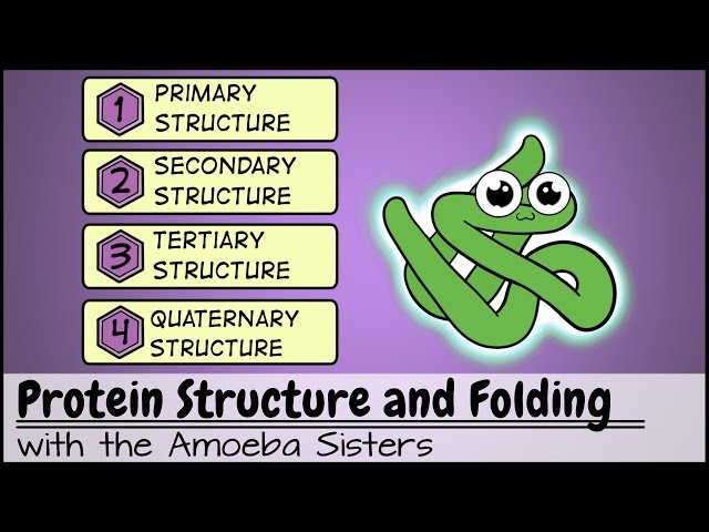 Protein Structure and Folding