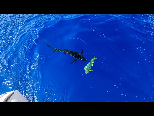 A Marlin Speared Our Mahi | Run & Gun Mahi Fishing | CCC