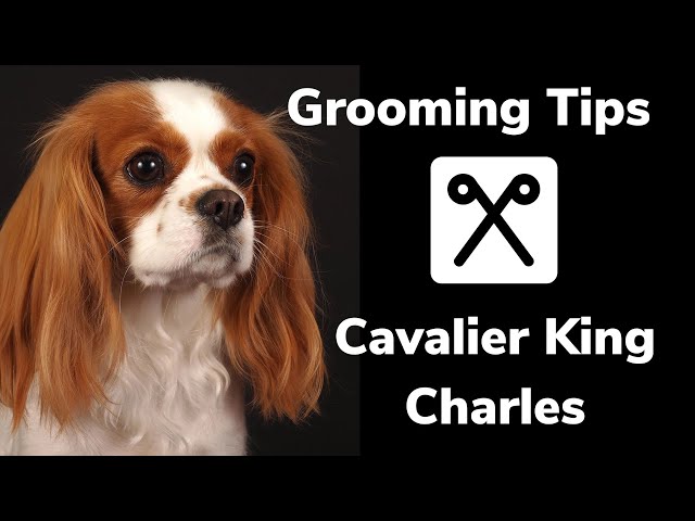 GROOMING tips for a CAVALIER KING CHARLES spaniel. How to control shedding and get a flat coat.