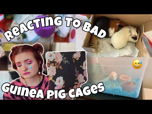 reacting to my subs BAD guinea pig cages