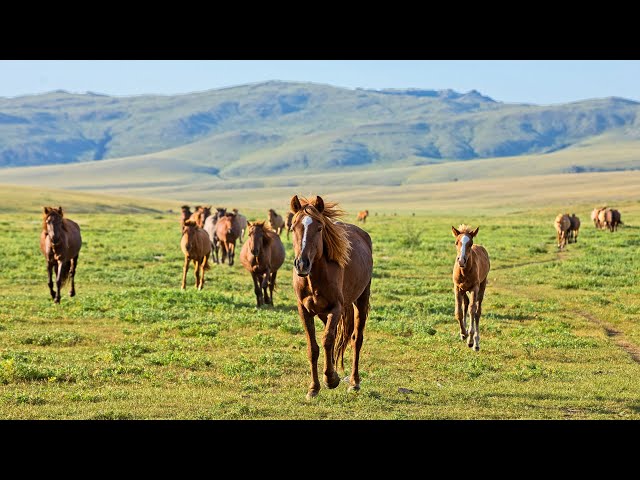 A Mongolian herding family | 360 degrees | SPANA