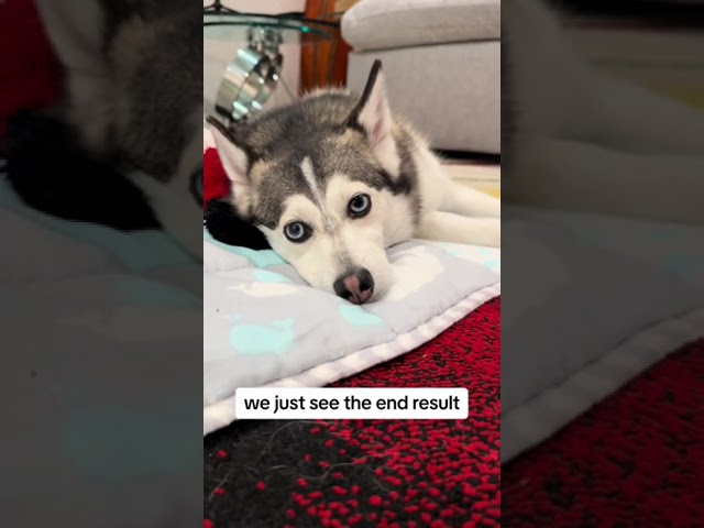 Sapphie the pomsky: Reality of Social Media