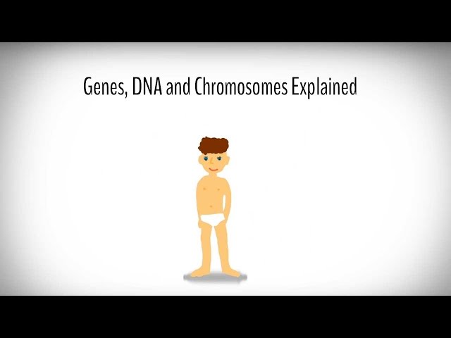 Genes, DNA and Chromosomes explained