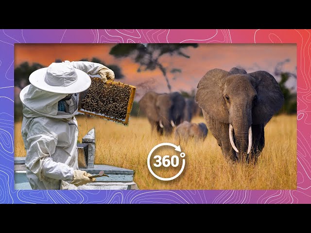 Saving Elephants with Honey Bees | Wildlife in 360 VR