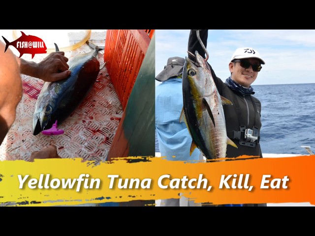 Burma Banks Offshore - Polaris One - Yellowfin Sashimi