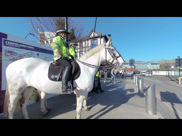 VR180° Police horses are imposing beasts