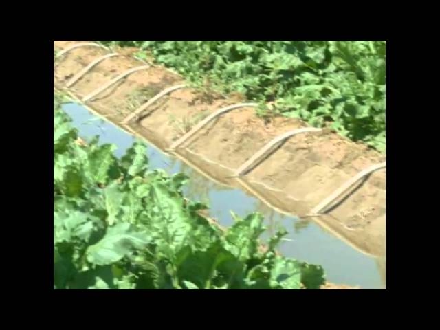 Flood Irrigation