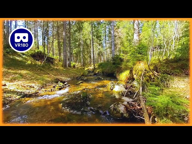 the peaceful GURGLING STREAM - An ambisonic VR180 nature meditation