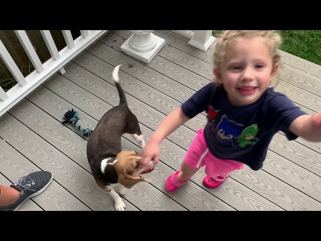 JoJo The Blue Beagle Puppy playing in the grass!