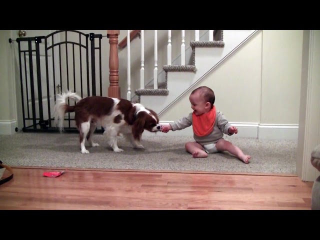 Adorable laughing baby and Cavalier King Charles playing game