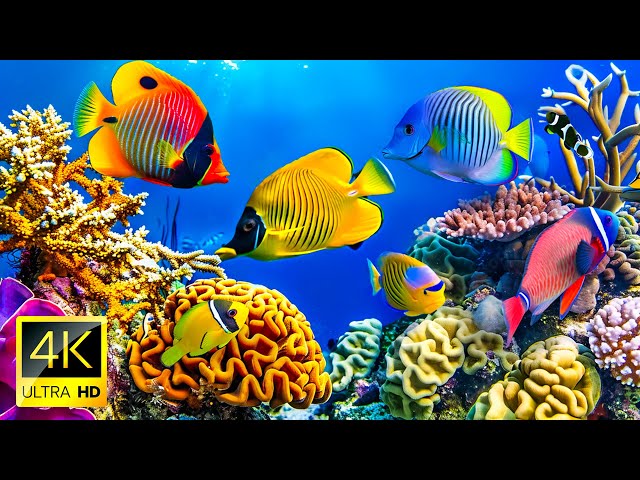 DREAM AQUARIUM 4K - Marvel at Sea Animal in The Best Aquarium 🐠 Colors of Nature 4K