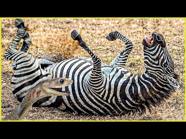 Painful Moments When Animals Were Paralyzed By Venom Snake | Animal Attacks