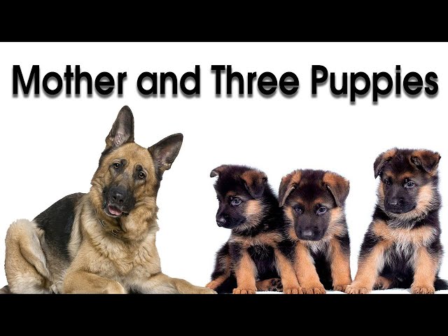 German Shepherd puppies  | Mother dog and puppies bathing | pet talk |