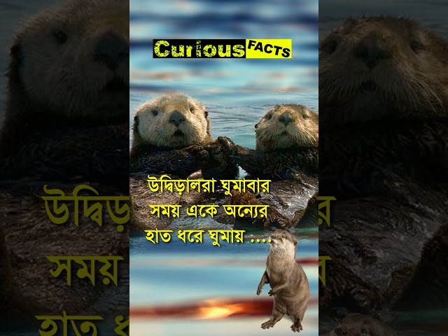 উদ্বিড়াল 🥰🥰🥰 II Otter 🥰🥰🥰  #amazingfacts #ytshorts #shortsvideo