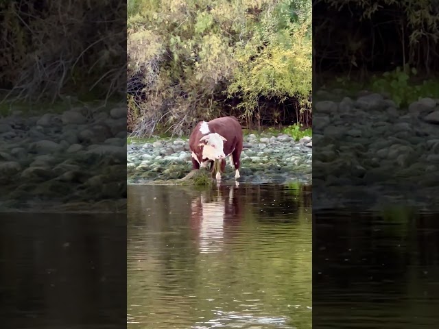 Wild Cow ASMR eating #wildlife #nature #animals #chewing #cowvideos