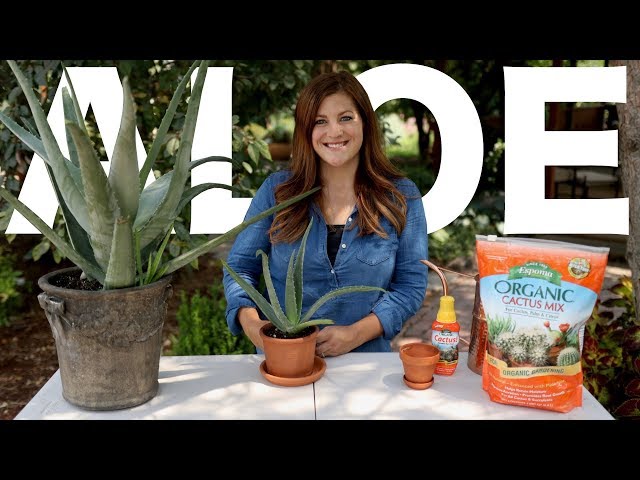 Aloe Vera Care Guide! 🌿🌵// Garden Answer