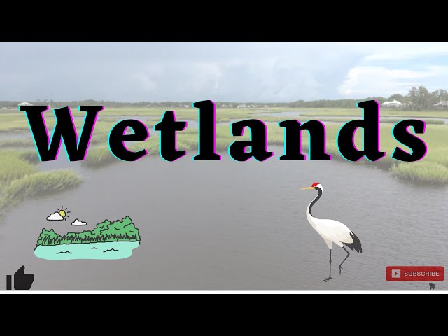 Wetlands | Classification and restoration of wetlands