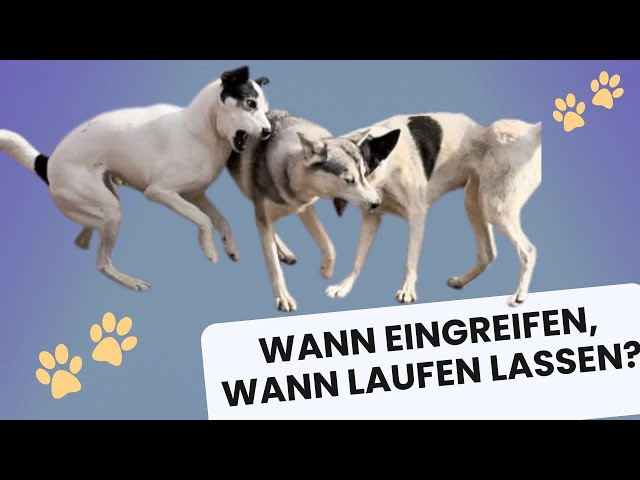 Bauchgefühl und Blick stärken: Wann eingreifen, wann laufen lassen? #hundeverhalten #hundesprache