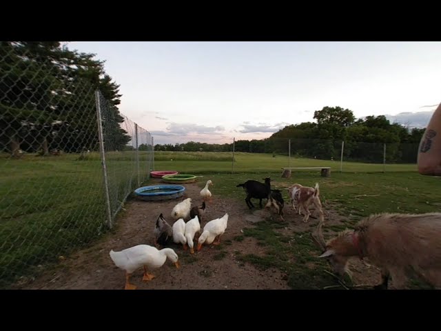 VR of Sarah feeding barn animals