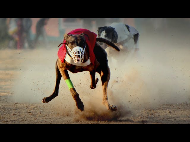 🔴LIVE | WORLD GREYHOUND DOG RACING | FLAT RACE 440 Feet 2024/11/22 #09