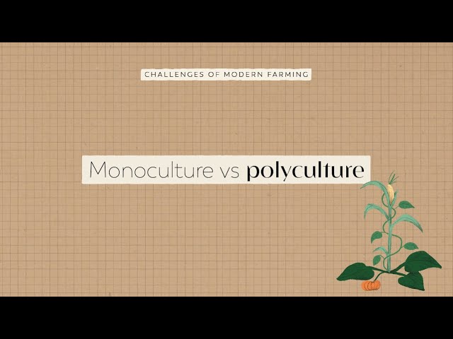 Monoculture vs Polyculture | FoodUnfolded Animated Short