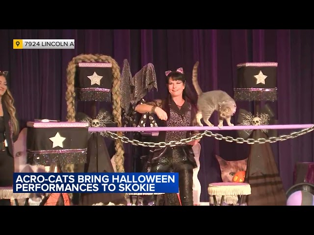 'The Amazin Acro-Cats' performing in Skokie