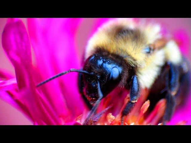 Bumble Bee Macro Raynox 250