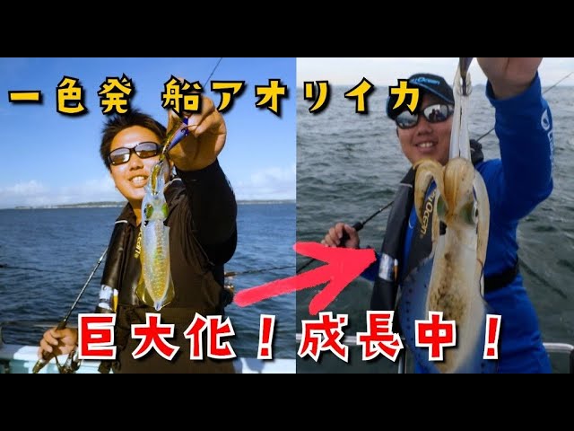 【ティップランエギング】一か月で急成長！三河湾のアオリイカ！開発中のロッドもチラ見せ！