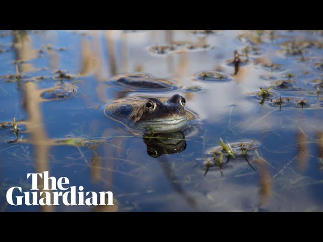 The Joy of Frogs:  a 360 film about the frog mating season