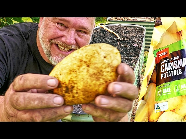 Growing Potatoes from OLD Supermarket Potatoes