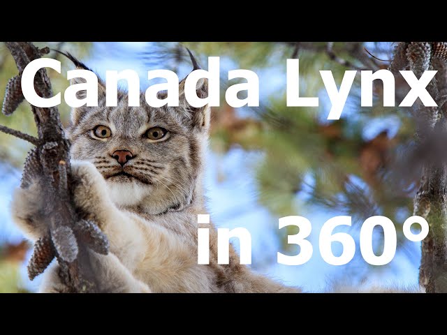 Canada Lynx in 360°