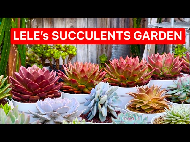 Lele’s Succulents Garden | NGẮM SEN ĐÁ VƯỜN NHÀ LELE