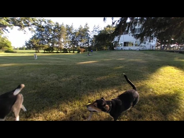 VR of Lilly our dog fetching and jumping in our front yard