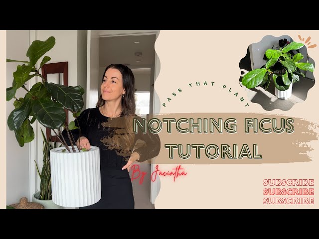 How to Notch a Fiddle Leaf Fig Plant Tutorial with Growth Update #Notching #FicusLyrata #plants