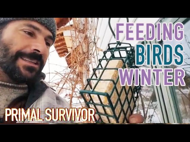 Feeding BIRDS In Winter | Primal Survivor