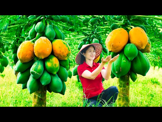 Harvesting Papaya & Goes To Market Sell | Gardening And Cooking | Lý Tiểu Vân